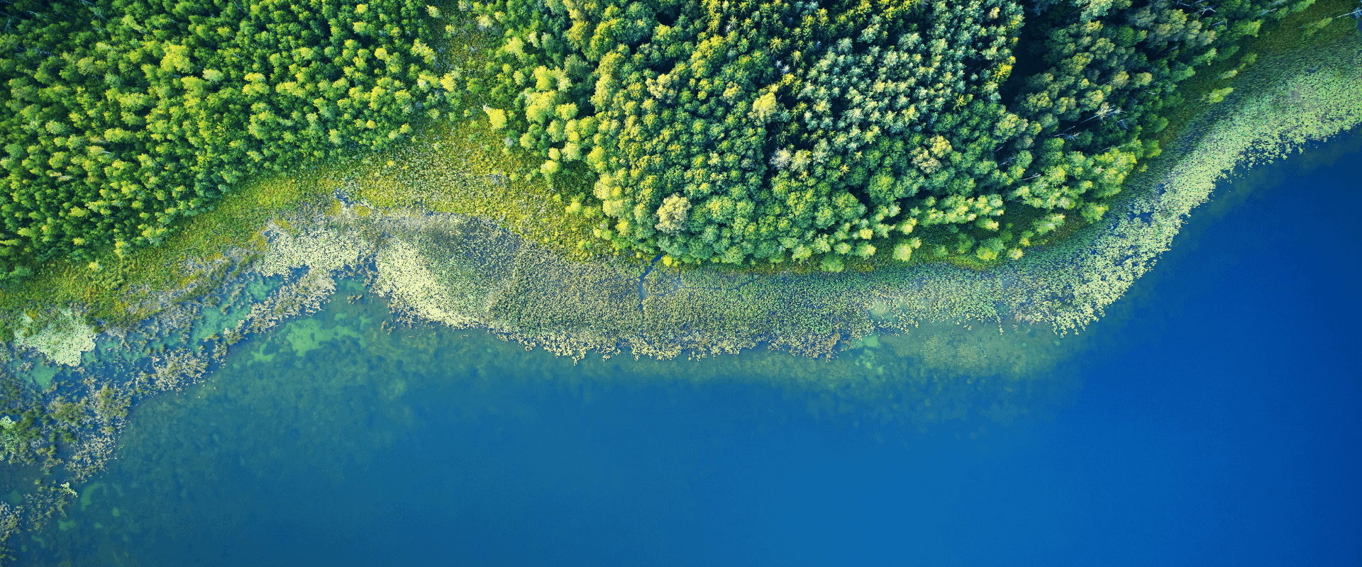 Aerial top-down view of a dense, vibrant green forest meeting a deep blue water, with a winding shoreline of light green aquatic vegetation and clear, shallow water.